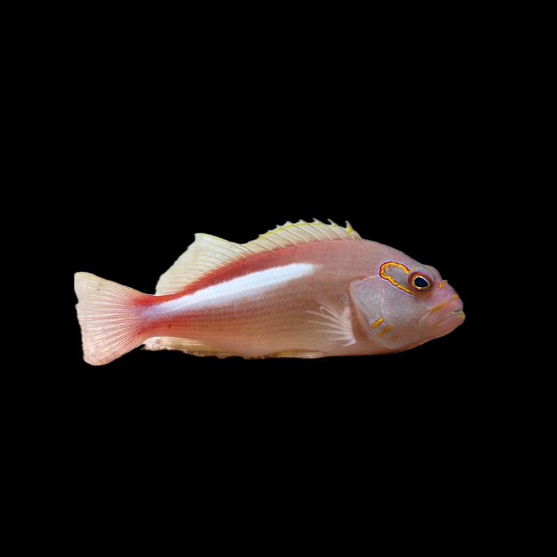 Arc Eye Hawk Fish