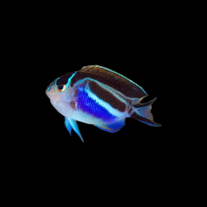 Bellus Angelfish