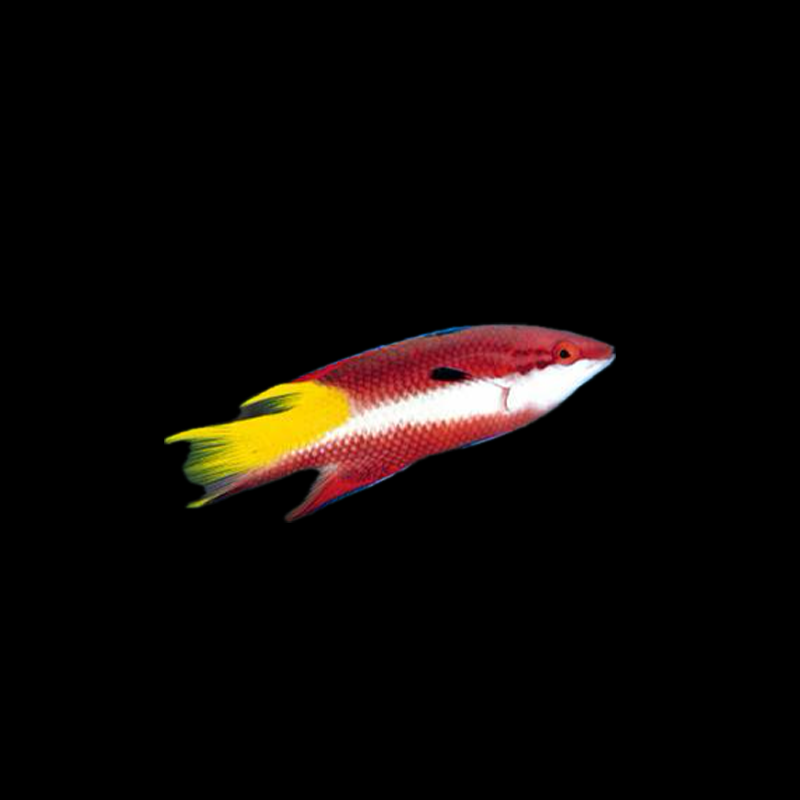 Cuban Hog fish