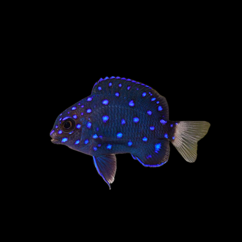Jewel Damsel Fish - Atlantic