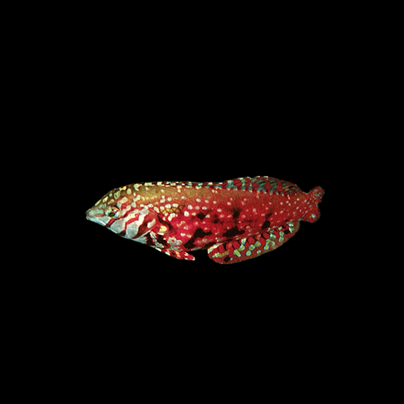 Jewel Wrasse - Madagascar