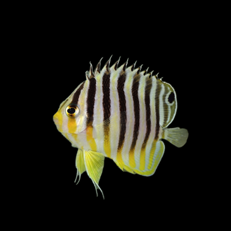 Multibar Angel Fish - Indonesia