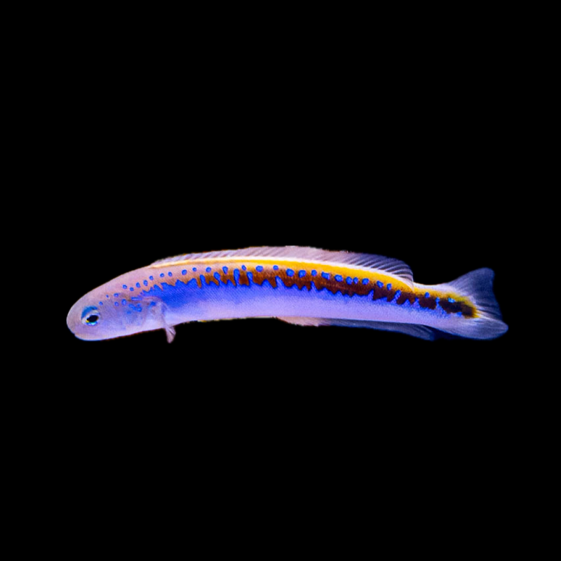 Oreni Tilefish