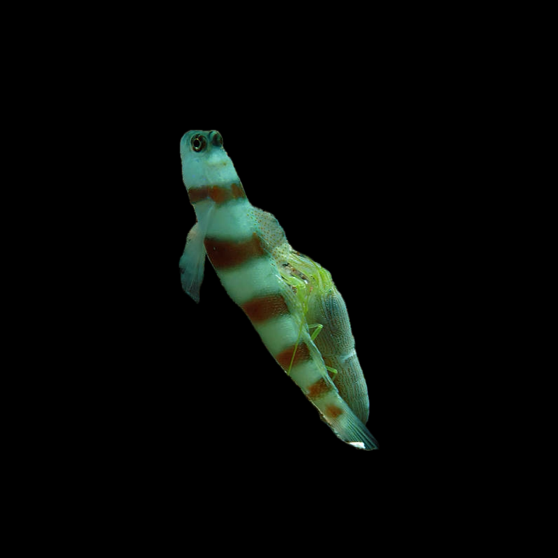 Wheeler's Goby
