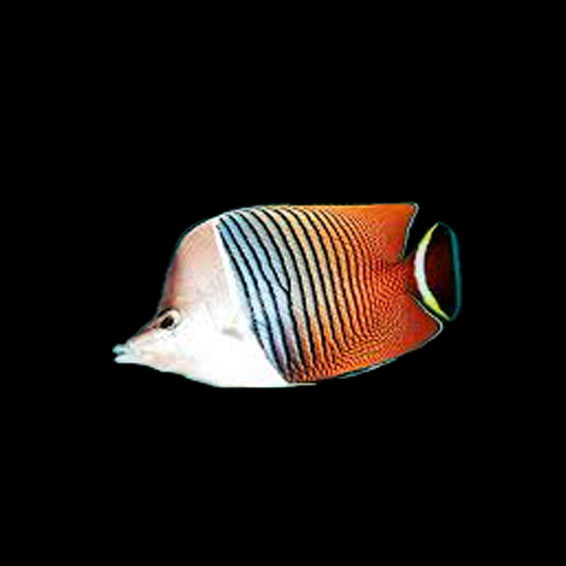 White Faced Butterfly Fish - Red Sea