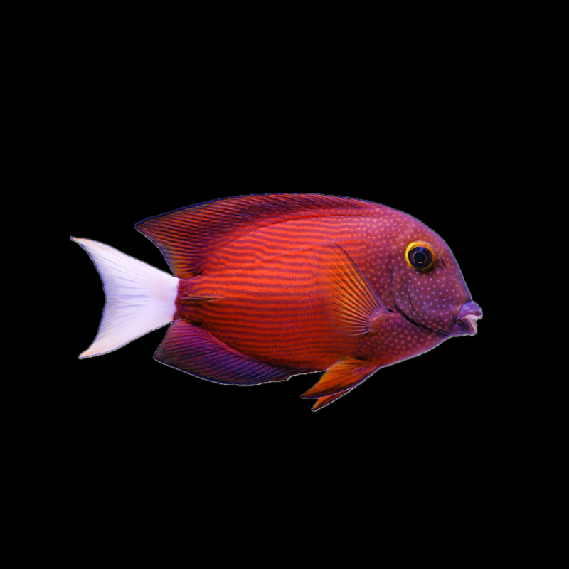 White Tail Bristletooth Tang