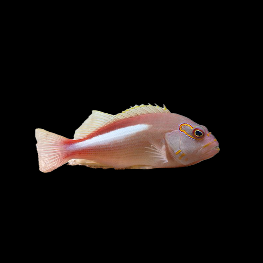 Arc Eye Hawk Fish