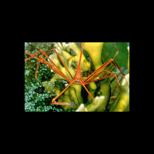 Arrow Crab