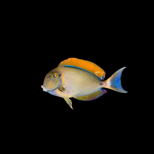 Bariene Tang