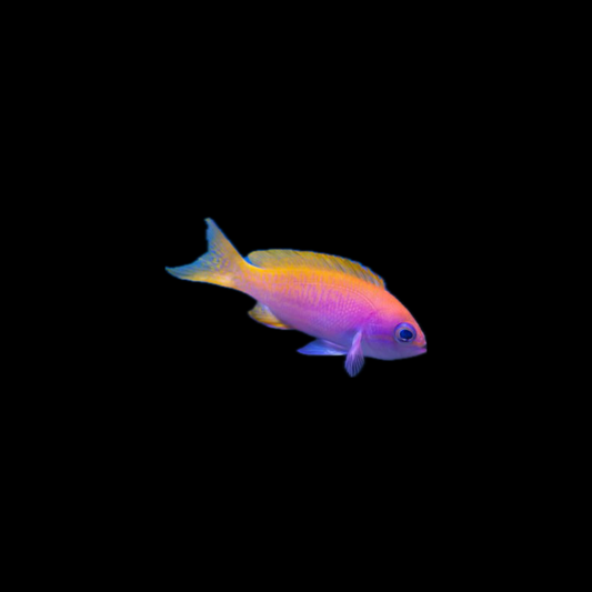 Bimaculatus Anthias - Female - Indonesia