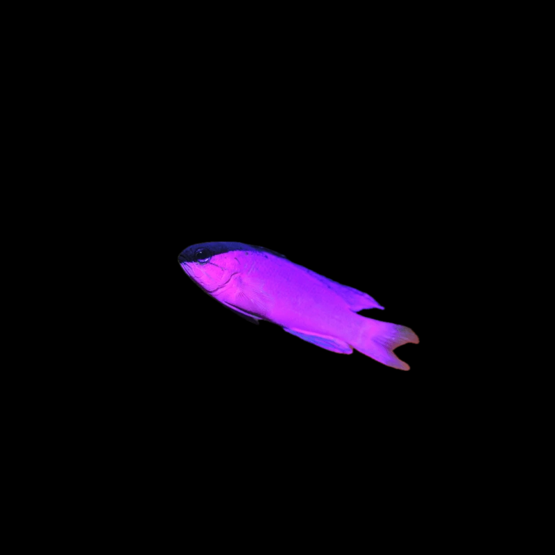 Blackcap Basslet