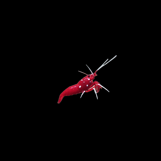 Blood Red Fire Shrimp