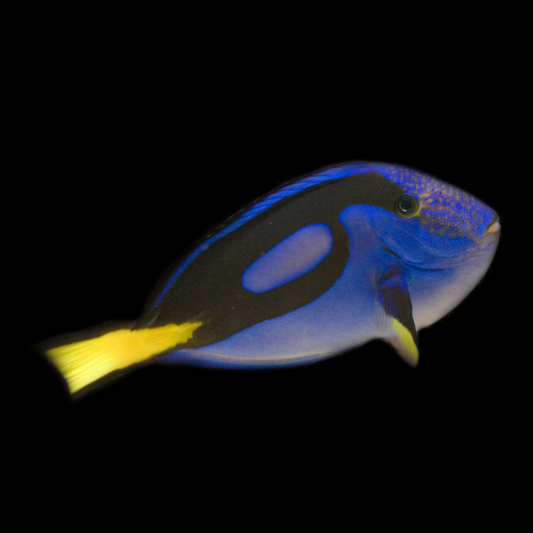 Blue Hippo Tang