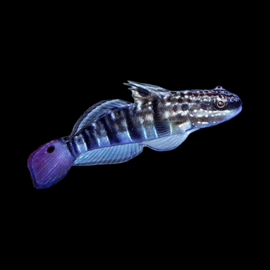 Bullet Goby - Indonesia