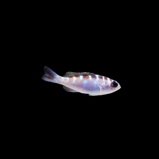Chalk Bass