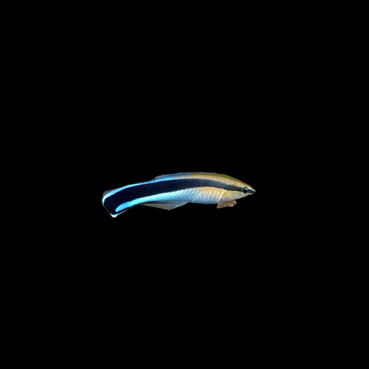 Cleaner Wrasse