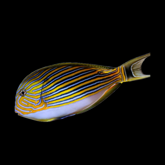 Clown Tang