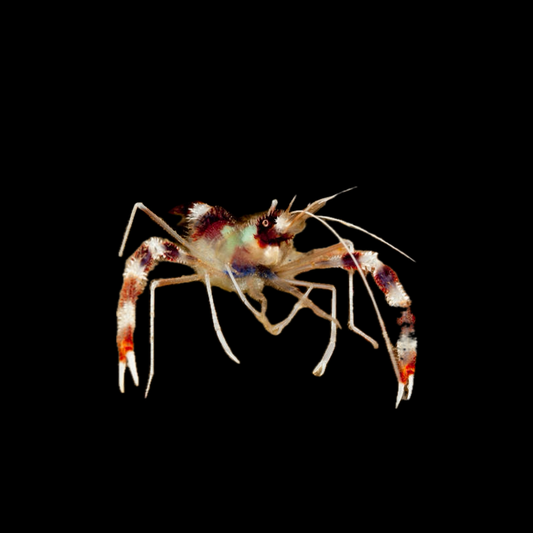 Coral Banded Shrimp