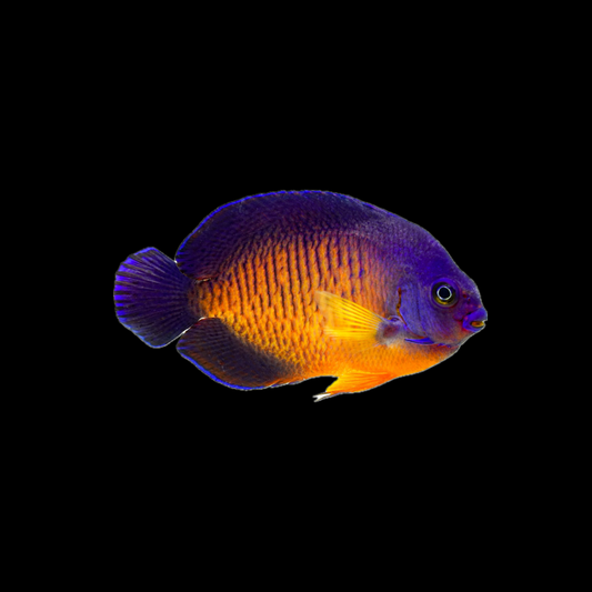 Coral Beauty Angel Fish