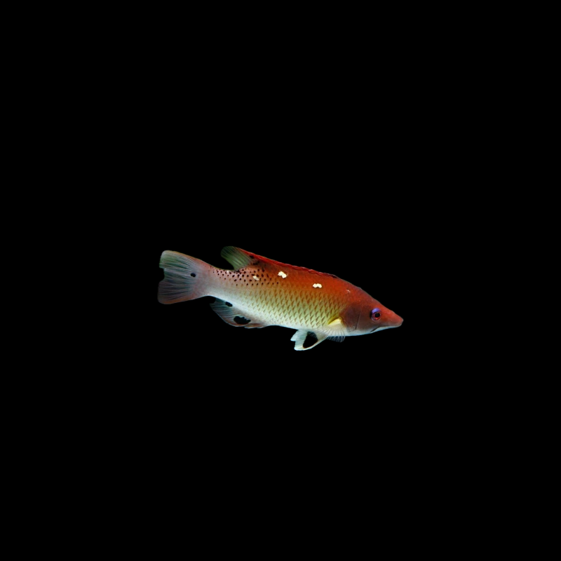 Diana Hogfish - Juvenile