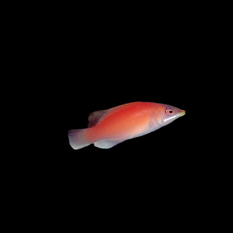 Disappearing Wrasse