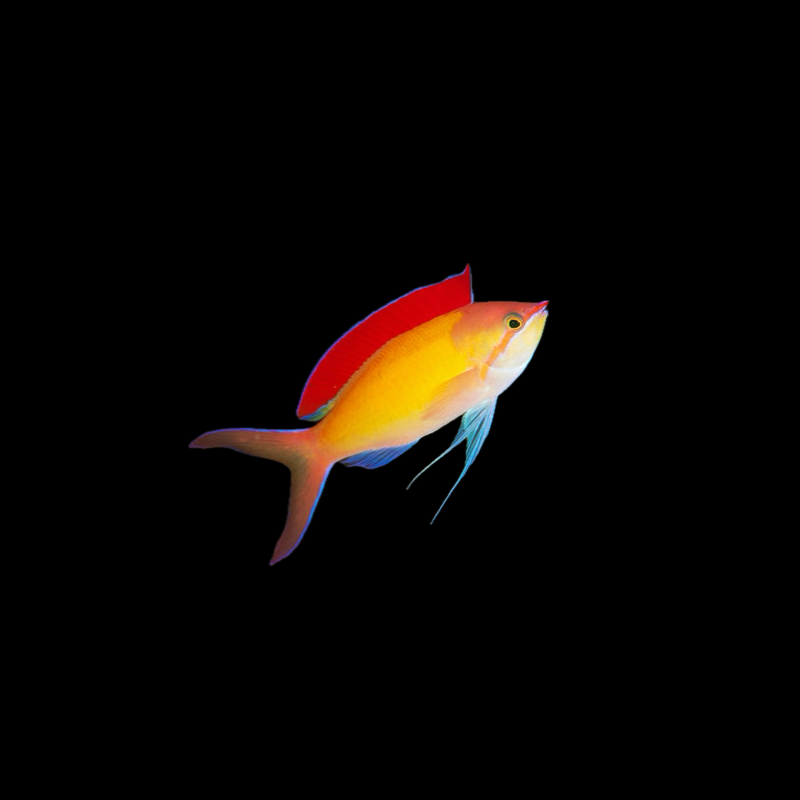 Dispar Anthias - Indonesia