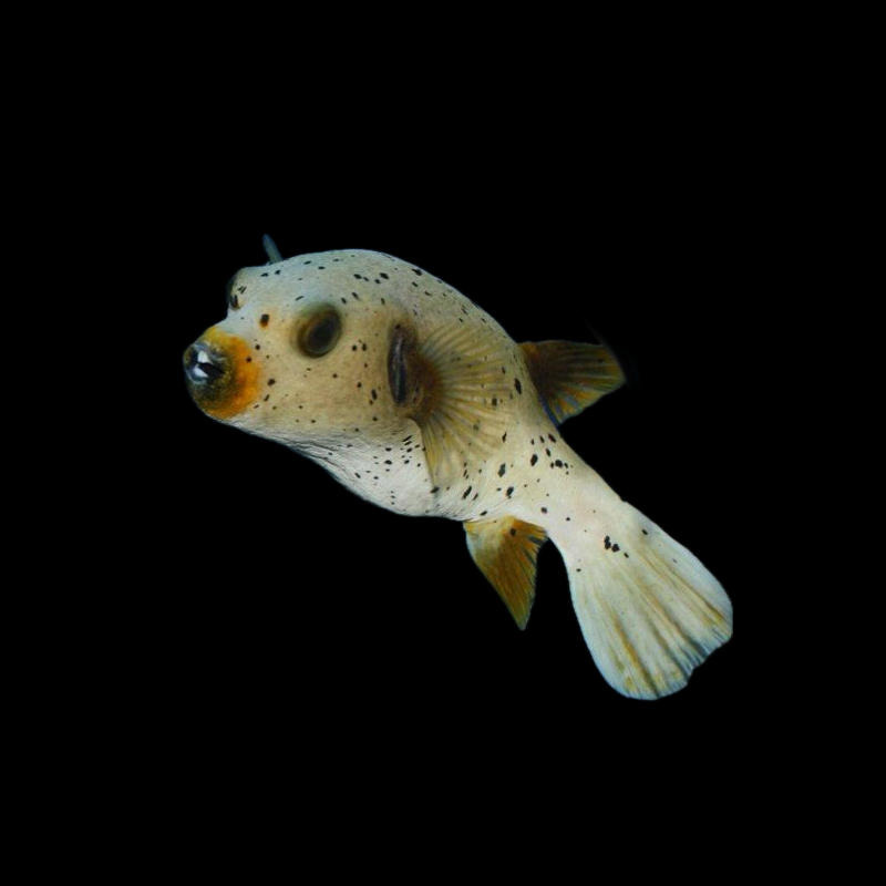 Dog Face Puffer