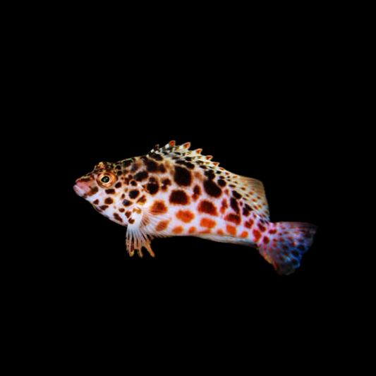 Dwarf Spotted Hawk Fish