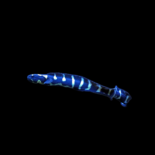Engineer Goby