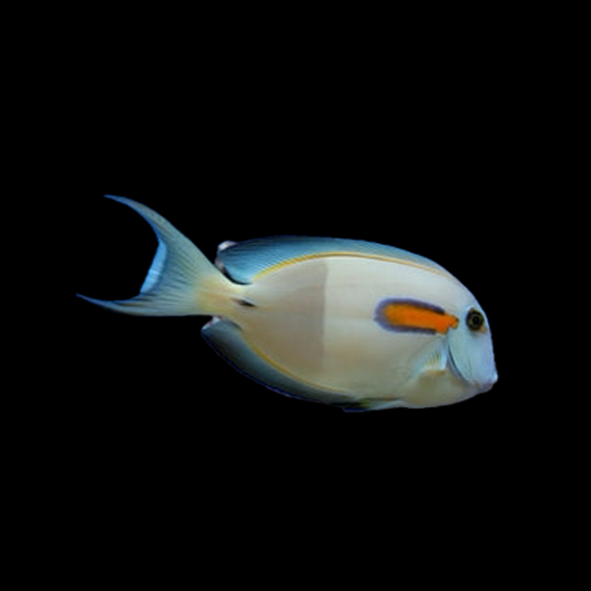 Orange Shoulder Tang