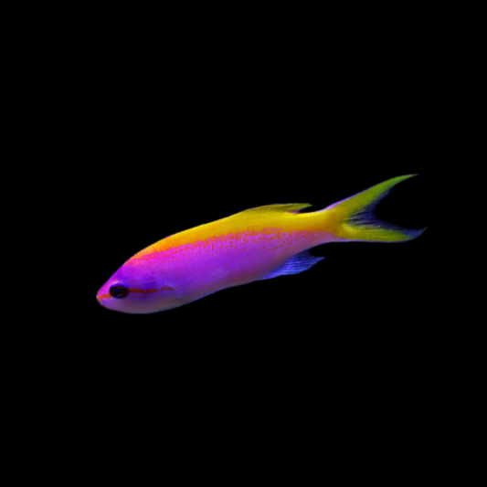 Evansi Anthias - Sri Lanka