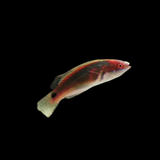 Exquisite Wrasse - Africa