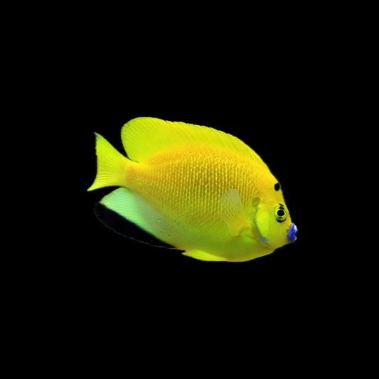 Flagfin Angel Fish