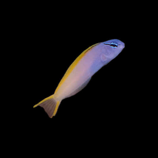 Fork Tail Blenny