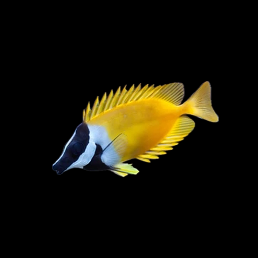 FoxFace Rabbitfish - Indonesia