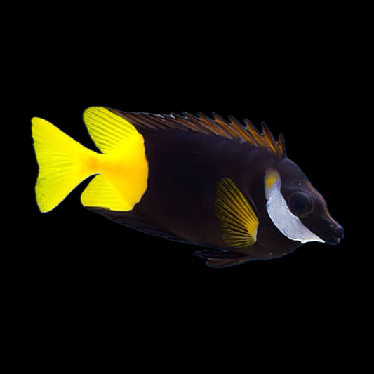 Foxface - Fiji
