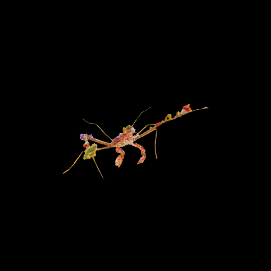 Frilly Arrow Crab