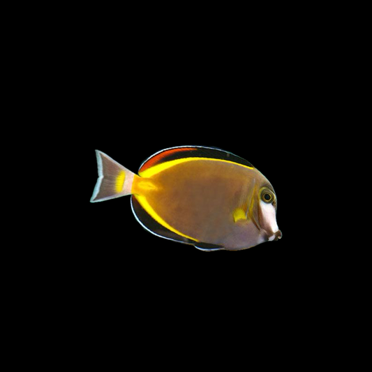 Gold Rim Tang