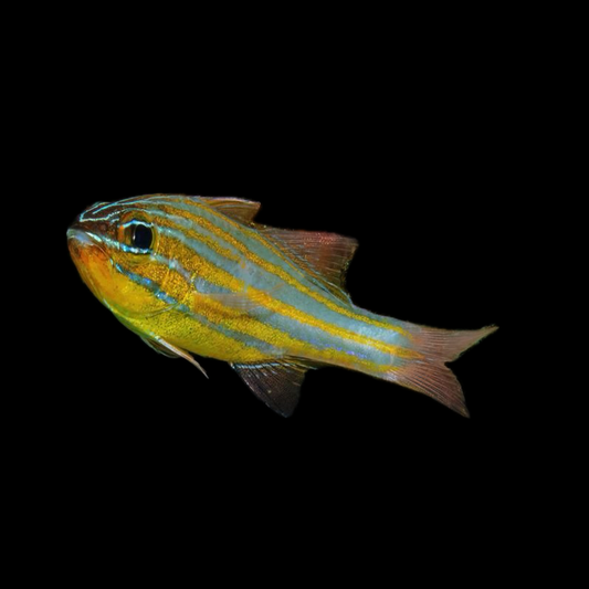 Gold Striped Cardinalfish - Indonesia