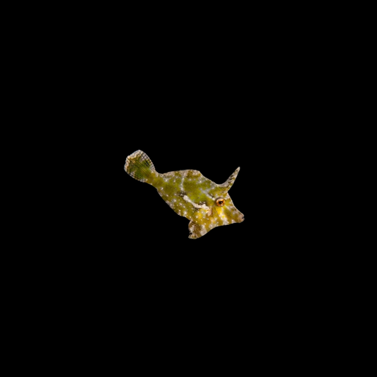 Aiptasia Eating Green File Fish - Atlantic