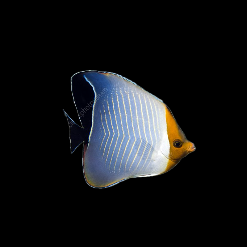 Hooded Butterfly Fish Lavartus - Red Sea