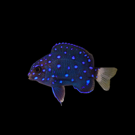 Jewel Damsel Fish - Atlantic