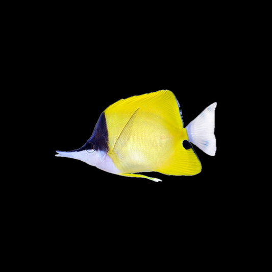 Long Nose Butterfly Fish - Sri Lanka
