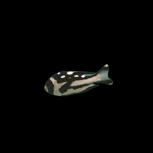 Macolor Snapper