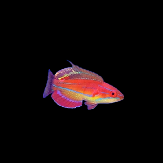 McCosker's Flasher Wrasse
