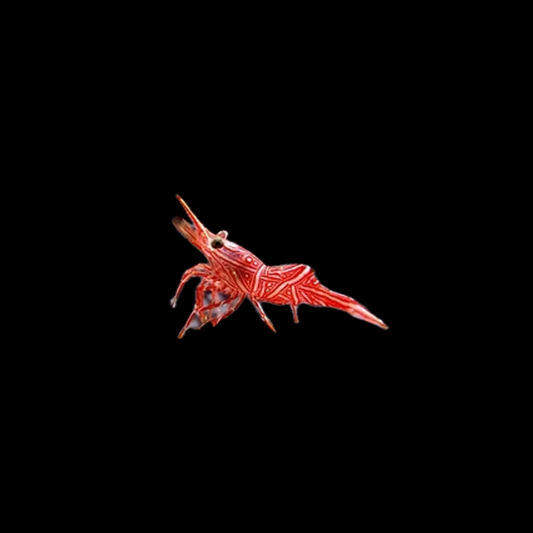 Peppermint Shrimp