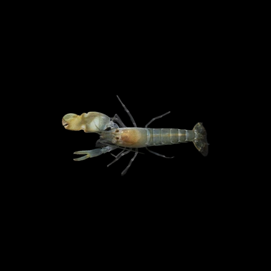 Green Pistol Shrimp - Atlantic
