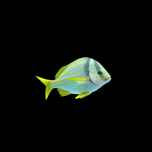 Pork Fish - Atlantic