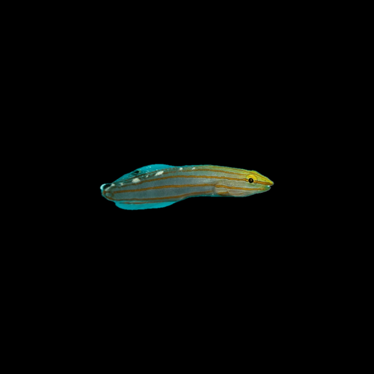 Rainfordi Goby