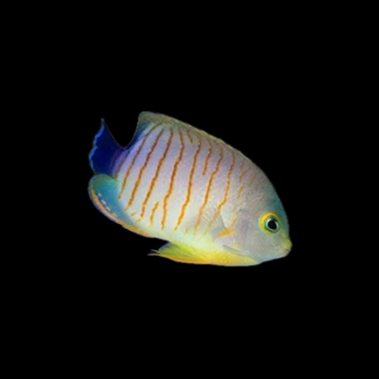Red Stripe Angelfish